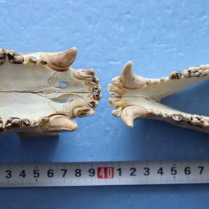 ツキノワグマ 頭蓋骨・頭骨ハーフ 貴重 マタギ捕獲の画像6