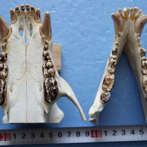 ツキノワグマ 頭蓋骨・頭骨ハーフ 貴重 マタギ捕獲の画像5