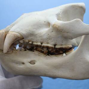 ツキノワグマ 頭蓋骨・頭骨ハーフ 貴重 マタギ捕獲の画像1