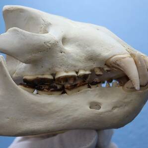 ツキノワグマ 頭蓋骨・頭骨ハーフ 貴重 マタギ捕獲の画像2