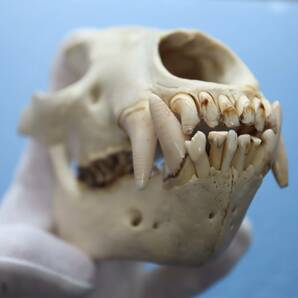 ツキノワグマ 頭蓋骨・頭骨ハーフ 貴重 マタギ捕獲の画像8