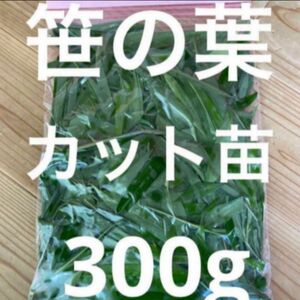 兵庫県産　笹の葉　カット苗