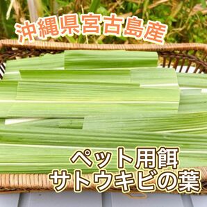 【SALE】サトウキビ 葉 沖縄県 宮古島産 ペット餌用