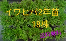 イワヒバ2年苗 18株(抜き苗) [岩ヒバ 岩松 盆栽]_画像1