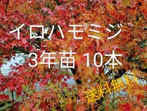 イロハモミジ3年苗 10本(抜き苗) [もみじ モミジ 盆栽]_画像1