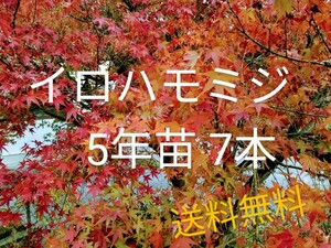 イロハモミジ5年苗 7本(抜き苗) [もみじ モミジ 盆栽]