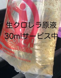 《うっし~♪めだか》発泡スチロールに入れ発送 オオミジンコ約1,000匹以上 今回に限り生クロレラ原液30mlサービスお付けします