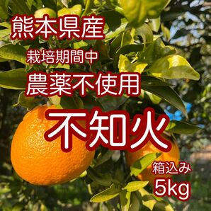 農薬不使用 熊本県産 不知火 箱込み5kg