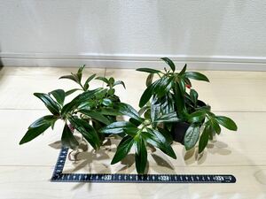 Columnea bilabiata Colombia 【LA0316-03-f1】実生　コルムネア　２株セット