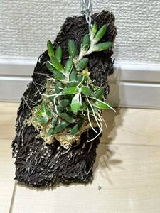 洋蘭　板付　デンドロビウム　リチェナストラム Dendrobium lichenastrum