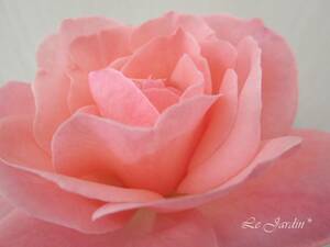 【クィーンエリザベス（新苗）】エレガントなサーモンピンクのバラ（四季咲き）ＨＴ・ハイブリッドティ