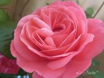 【マガリ（新苗）】強香！鮮やかなローズピンクのバラ（四季咲き）ＦＬ・フロリバンダ_画像1