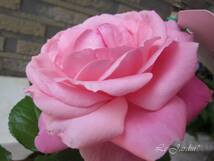 【マガリ（新苗）】強香！鮮やかなローズピンクのバラ（四季咲き）ＦＬ・フロリバンダ_画像3