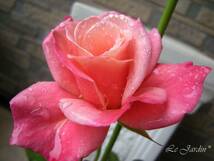 【プリンセスチチブ（新苗）】オレンジ×ピンクの優美な花色のバラ（四季咲き）ＦＬ・フロリバンダ_画像3