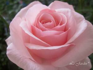 【オードリー　ヘップバーン（新苗）】強香！上品なピンクのバラ（四季咲き）ＨＴ・ハイブリッドティ