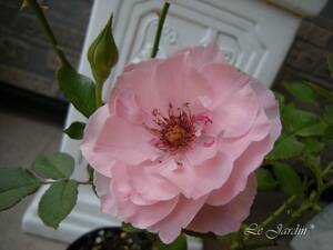 【芸者（新苗）】希少！淡いピンクにフリルの花びらが可愛いバラ（四季咲き）ＦＬ・フロリバンダ・四季咲き中輪