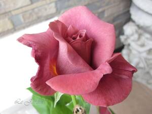 【ブラックティ（新苗）】美花！シックな茶系のバラ（四季咲き）ＨＴ・ハイブリッドティ