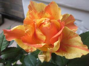 【マラクジャ・コルダナ】オレンジ＆黄色の絞り咲きの大輪系ミニバラ