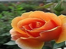【ロイヤルサンセット（新苗）】強香！アプリコットオレンジのつるバラ（四季咲き）
