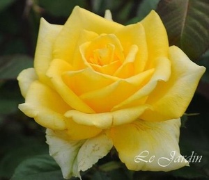 【ファルツアーゴールド（新苗）】爽やかな黄色のバラ（四季咲き）