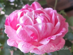 【オノリーヌ　ドゥ　ブラバン（新苗）】強香！淡いピンクに紫の絞り・オールドローズ（四季咲き）