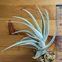 Tillandsia xiphioides　チランジア クシフィオイデス　ティランジア_画像2