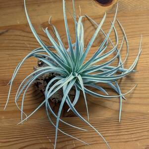 Tillandsia stricta Paul's Book Cover　チランジア ストリクタ ポールズ ブックカバー　ティランジア