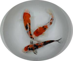 【ＫＨＦ】 錦鯉 大正三色 約２２～２５Ｃｍ ３尾セット 青木養鯉場産（山古志）C04G