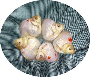 【ＫＨＦ】 金魚 玉サバ 当歳魚 約１１～１３Ｃｍ ５尾セット 青木養鯉場産（山古志）C02B