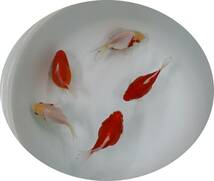 【ＫＨＦ】 金魚 玉サバ 当歳魚 約１０～１１Ｃｍ ５尾セット 青木養鯉場産（山古志）C02C_画像2