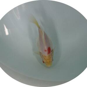  【ＫＨＦ】 金魚 玉サバ 当歳魚 約１１Ｃｍ 青木養鯉場産（山古志）C27Bの画像2