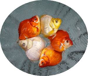 【ＫＨＦ】 金魚 玉サバ 当歳魚 約１０～１１Ｃｍ ５尾セット 青木養鯉場産（山古志）C05B