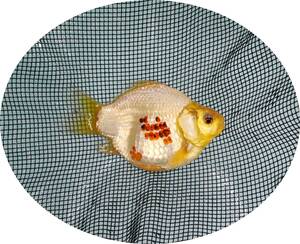 【ＫＨＦ】 金魚 玉サバ 当歳魚 約１３Ｃｍ 青木養鯉場産（山古志）C05C