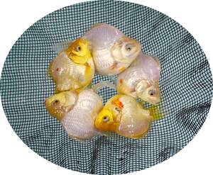 【ＫＨＦ】 金魚 玉サバ 当歳魚 約９～１２Ｃｍ ５尾セット 青木養鯉場産（山古志）C02A