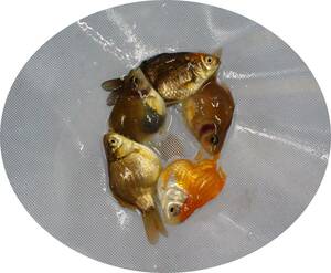 【ＫＨＦ】 金魚 玉サバ 当歳魚 ５尾セット C11C