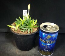 稀少種★多肉植物★ベルゲランタス属★照波（レモンゼスト）★★（3号鉢）幅約9.7ｃｍ_画像4