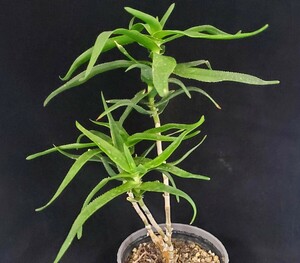 ★★多肉植物☆アロエ属★青々錦★B★（3.5号鉢）高さ約34ｃｍ