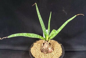 稀少種★★球根植物★レデボウリア属 ☆sp. Bluewater Bay★★（3号鉢）高さ約19ｃｍ