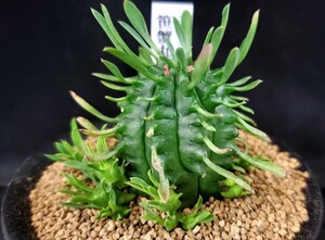 稀少種★★多肉植物☆ユーフォルビア属★笹蟹丸×瑠璃晃★★（3号鉢）径約4.3ｃｍ