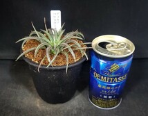 稀少種★多肉植物☆ディッキア属★コリスタミネア★★（3号鉢）幅約10.6cm_画像3