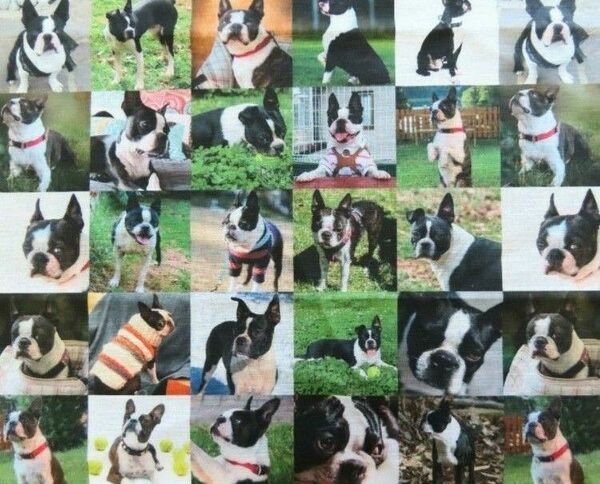 【ゆきちゃん限定】X694-2 ボストンテリア 犬 パネル柄 生地 布 1m