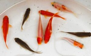 ★幻の金魚★「平成倭」★選別漏れ稚魚１０匹★５cm★おまけ付