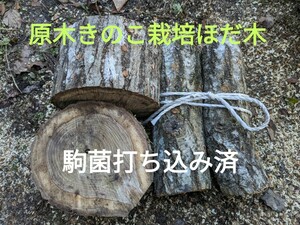 長野県産　原木きのこ栽培ほだ木　駒菌打ち込み済　4種類4本。