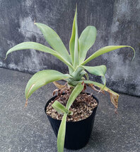 アガベ・アテナータ 子株付き 自家栽培 多肉植物 サボテン カクタス 観葉植物 AGAVE_画像1