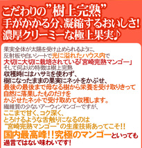 （予約）限定1箱！宮崎産【太陽のタマゴ】超大玉4L 2個入 今年もやります！！！！_画像5