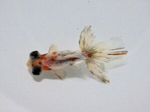 キャリコ蝶尾(浜松 二橋養魚場産)。23。226オス 8cm