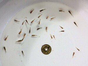 出目ピンポンパールの稚魚約2ｃｍ 10匹セット(浜松 二橋養魚場産)240110-05