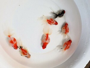 キャリコ浜錦＆桜浜錦の針仔 100匹＋αセット(浜松 二橋養魚場産) 24017-1