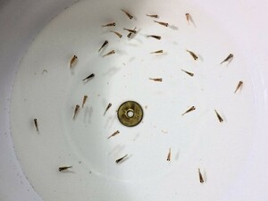 出目ピンポンパールの稚魚約2ｃｍ 20匹セット(浜松 二橋養魚場産)240120-04