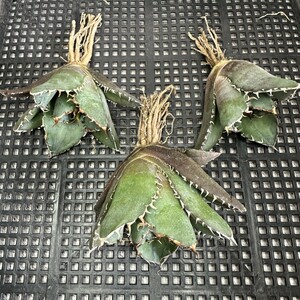 【240】アガベ チタノタ 白鯨 白鯨 Agave titanota Beluga angel 3株同梱